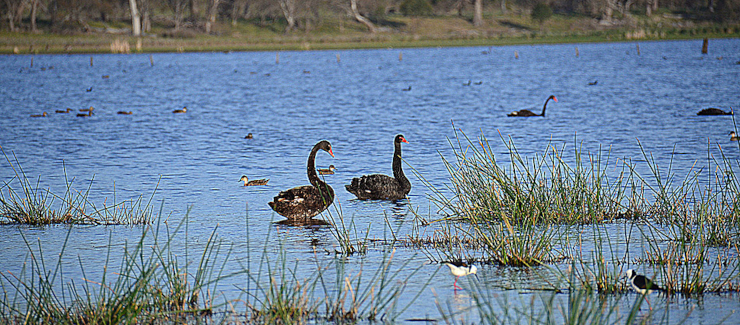 Guyra Title